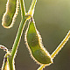 soya